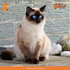 ¿Sabías que el gato siamés debe su nombre a que eran parte de una familia real?
