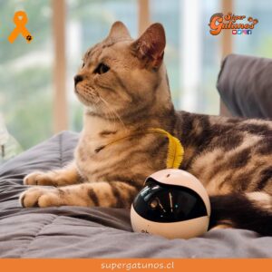 Lanzan juguete robot para que los gatos se entretengan cuando están solos