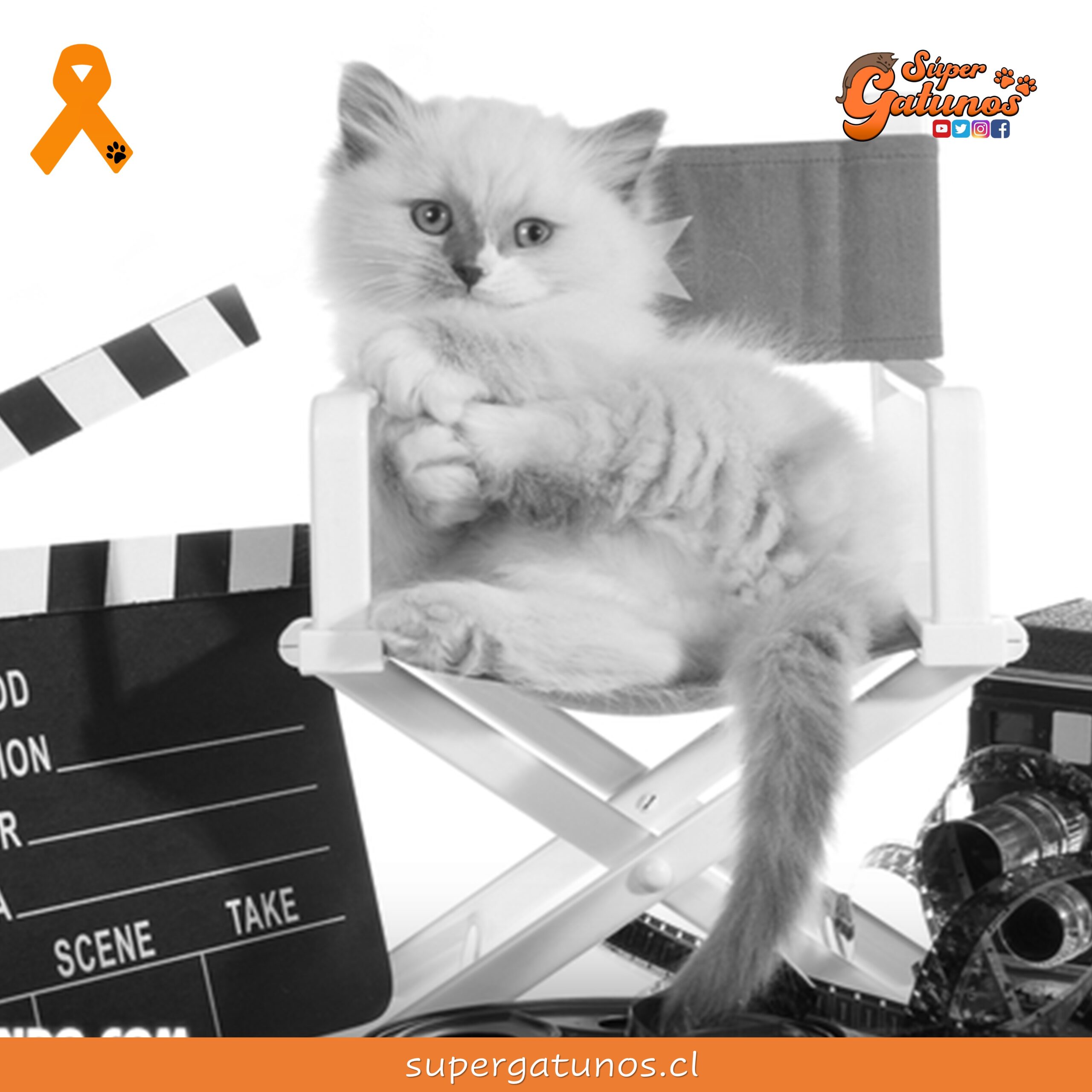 “Hacer películas es como dirigir gatos”