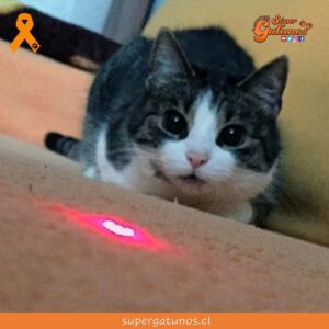 ¿Sabías que jugar con un láser puede generarles estrés y frustración?