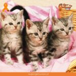 ¿Sabías que soñar con gatitos pequeños significa protección y ternura?