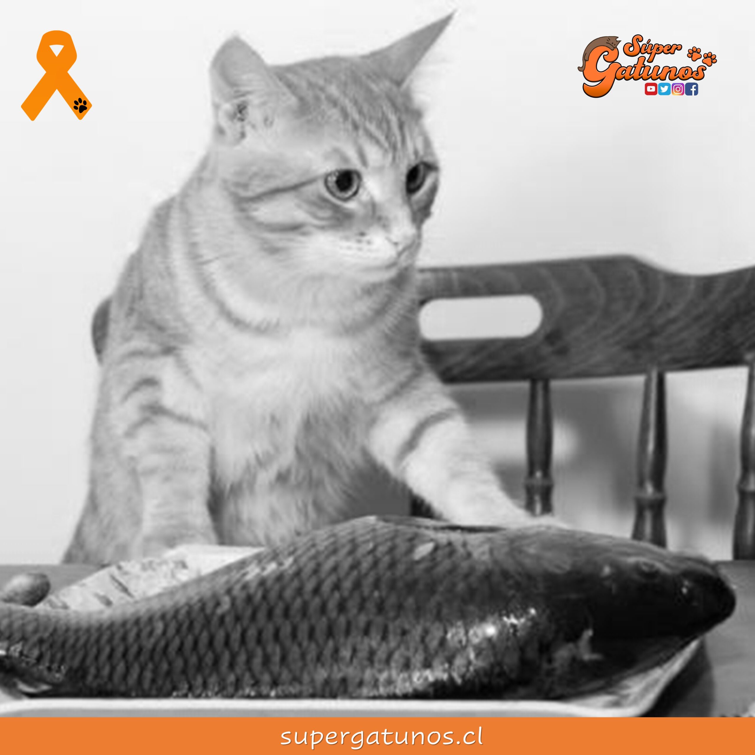 “Un compatriota entre dos abogados es como un pez entre dos gatos”
