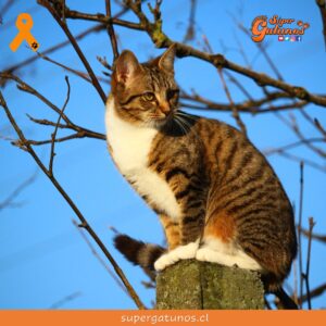 ¿Sabías que es un desafortunado mito que los gatos tienen 7 vidas?
