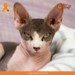 ¿Sabías que los gatos egipcios tienen unas orejas muy grandes?