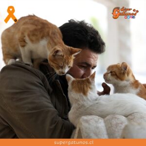 ¿Sabías que convivir con gatos nos ayuda a reducir el estrés?