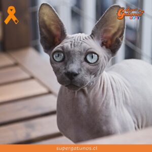¿Sabías que los gatos egipcios, en su mayoría, no tienen bigotes?