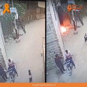 Acusan a un gato de “pirómano” tras provocar un incendio en Egipto