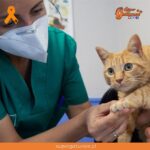 Sacrifican a una gatita tras ser contagiada de Covid-19 por su humano