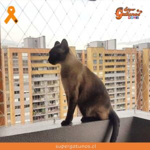 Corte de Santiago confirma prohibición de tenencia de mascotas en edificio