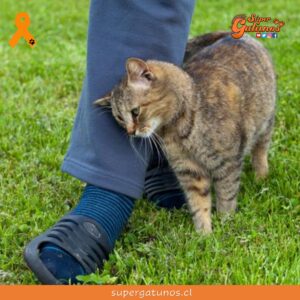 Estudio concluye que los gatos nos quieren como si fuésemos sus padres