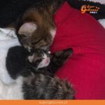 Emotivo reencuentro de una mamá gata con su única cría sobreviviente