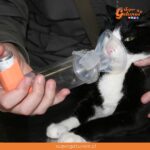 ¿Sabías que nuestros gatos también pueden padecer de asma?