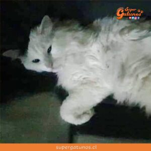 Gatito sobrevive al desplome de la línea 12 del metro de México
