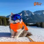 Conoce a “Gary”, el gato que ama esquiar por las montañas de Canadá