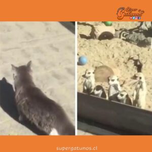 Curiosa reacción de suricatas al ver por primera vez a un gato