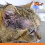 ¿Sabías que la dermatitis solar es una enfermedad a la piel frecuente en gatos?