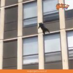 Gatito sobrevive tras saltar de un edificio en llamas en Estados Unidos