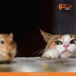 Liberan más de mil gatos para combatir plaga de ratas en Chicago
