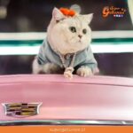 Conoce a “Maomao”, el gatito influencer que gana $1 millón por fotos