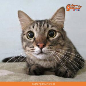 ¿Sabías que los gatos detectan cuando nos sentimos incomprendidos?
