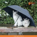 ¿Sabías que los gatos perciben cuando va a llover gracias a sus bigotes?