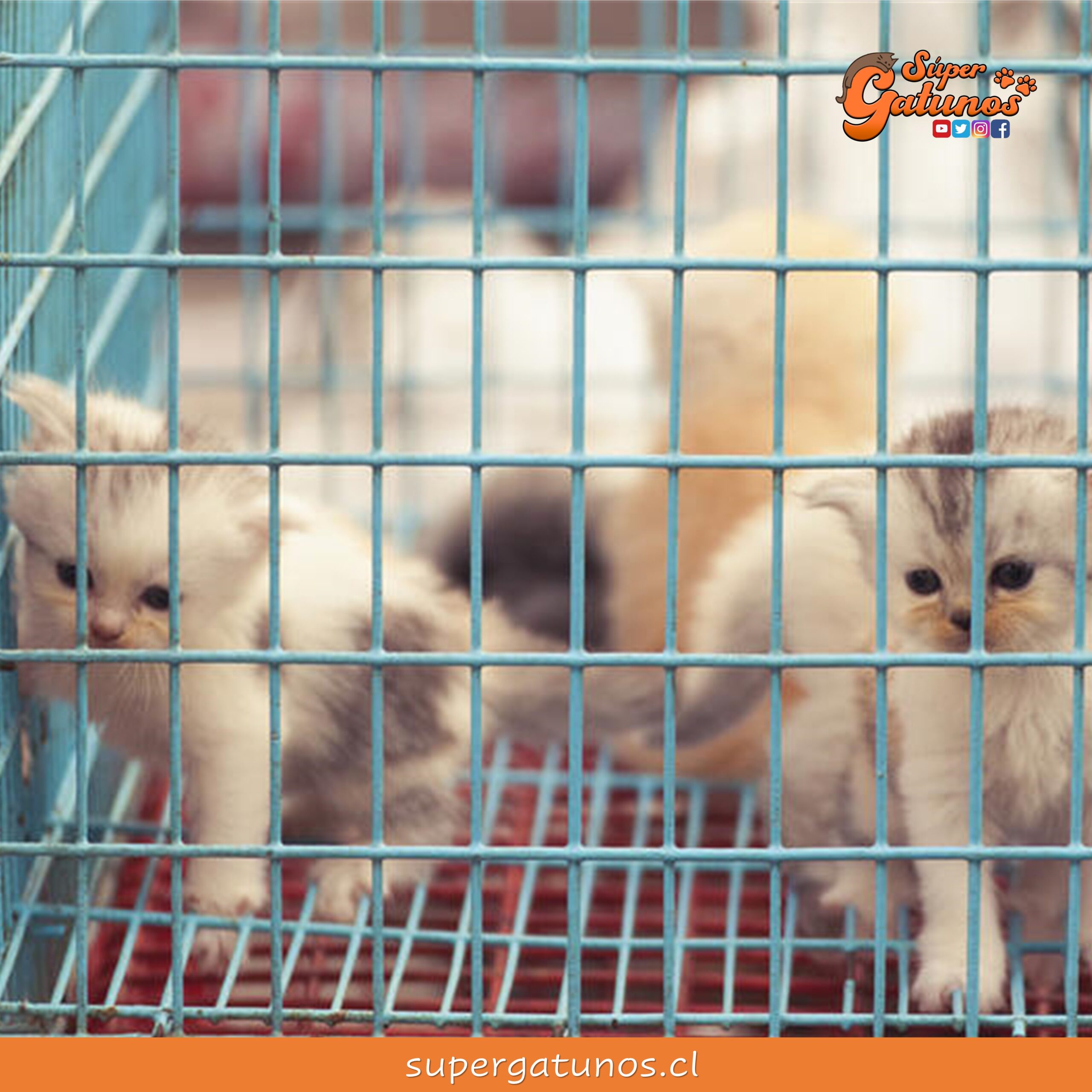 Buscan prohibir la venta de animales en tiendas de mascotas de Nueva York
