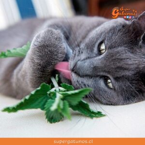 ¿Sabías que la hierba gatera es uno de los olores favoritos de los gatos?