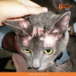 ¿Sabías que la alopecia es una enfermedad a la piel común en los gatos?