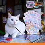 Conoce a “Mako”, la gatita que trae suerte en la lotería en Japón