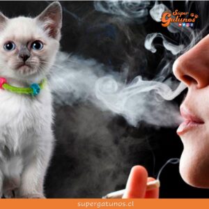 ¿Sabías que el humo del tabaco afecta gravemente la salud de los gatos?