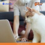 Consigue Bravecto Gatos con hasta un 20% Off en nuestro “Cyber Gatuno”