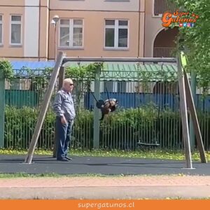 Tierno gatito que le gusta columpiarse en los juegos de la plaza se viraliza
