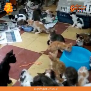Joven quería adoptar 30 gatos y le enviaron 400 en pésimas condiciones