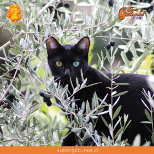 ¿Sabías que el olivo es uno de los aromas favoritos de los gatos?