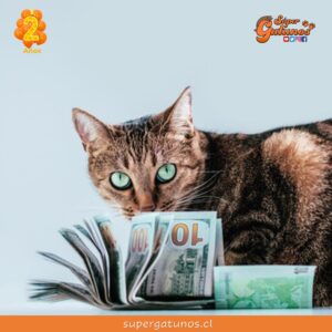 Hasta $1,2 millones al año cuesta mantener a nuestros gatos