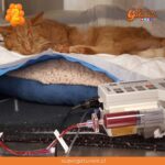 ¿Sabías que nuestros gatos pueden ser donantes de sangre?