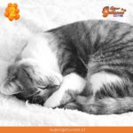 “Es imposible mirar a un gato dormido y sentirse rígido”