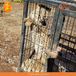 SAG libera a una gata güiña rescatada de un incendio en La Araucanía