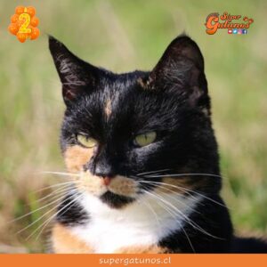 ¿Sabías que los gatos mestizos tienen una apariencia única?