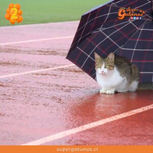 ¿Sabías que la lluvia estresa y pone nerviosos a nuestros gatos?
