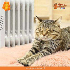 ¿Sabías que nuestros gatos sienten más frío que nosotros?