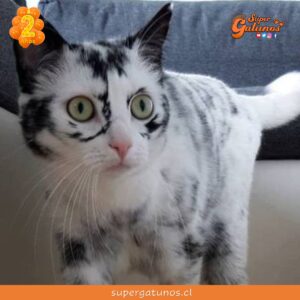 ¿Sabías que los gatos también pueden padecer vitiligo?