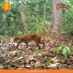 Fotografían por primera vez a un gato dorado en Camboya