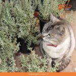 ¿Sabías que el tomillo es uno de los aromas favoritos de los gatos?