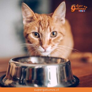 Colegio Médico Veterinario lanza curso sobre Nutrición de Mascotas