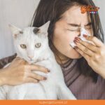 ¿Sabías que la alergia a los gatos se debe, en realidad, a una proteína?