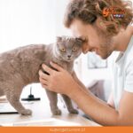 ¿Sabías que hablarles a nuestros gatos les ayuda a sentirse comprendidos?