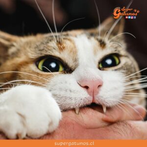 ¿Sabías que los gatos nos muerden para llamar nuestra atención?
