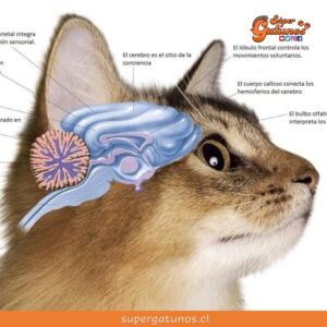 ¿Sabías que el cerebro de los gatos contiene 300 millones de neuronas?