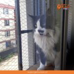 Matinal de CHV ayuda a rescatar a un gatito atrapado en un árbol
